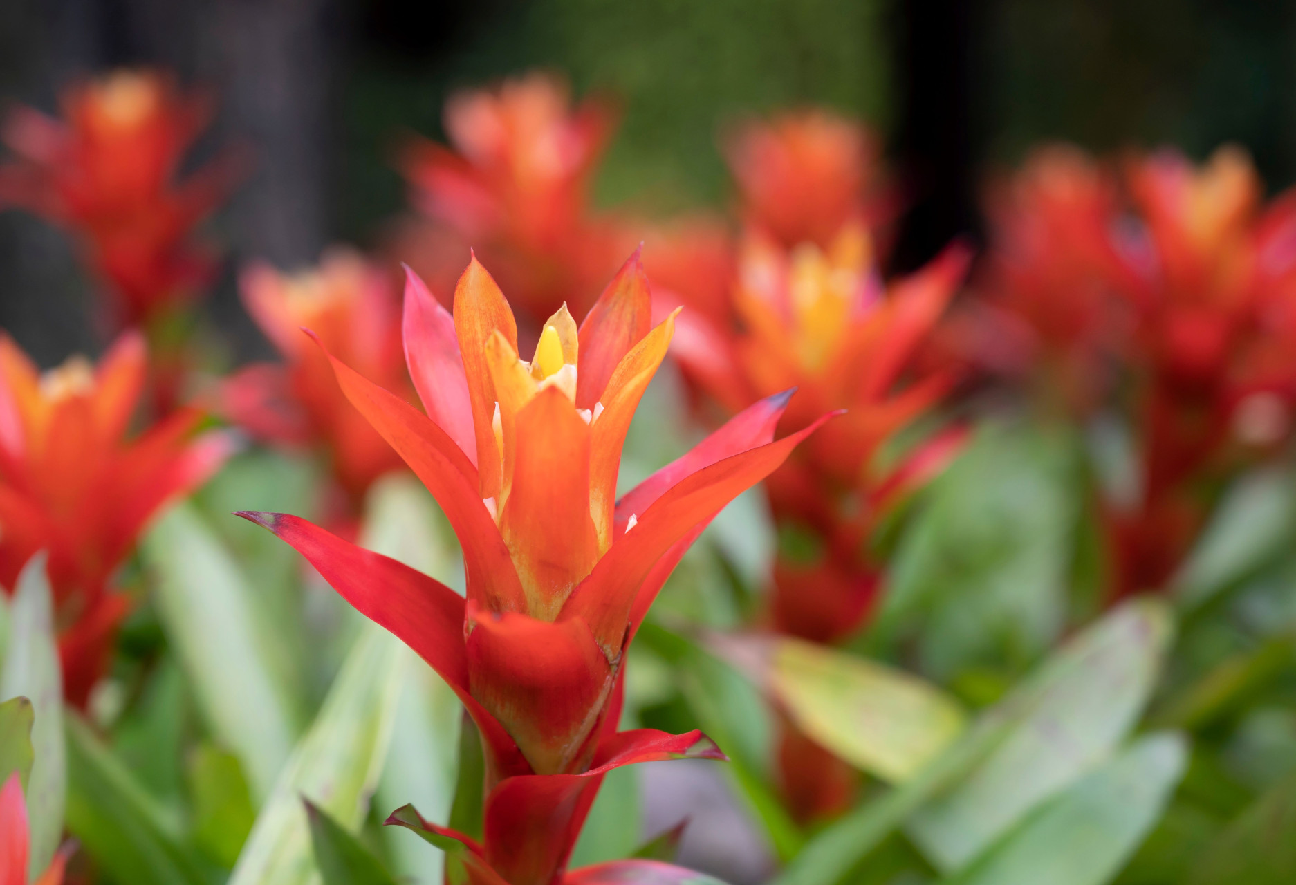 Floriday Plantform
