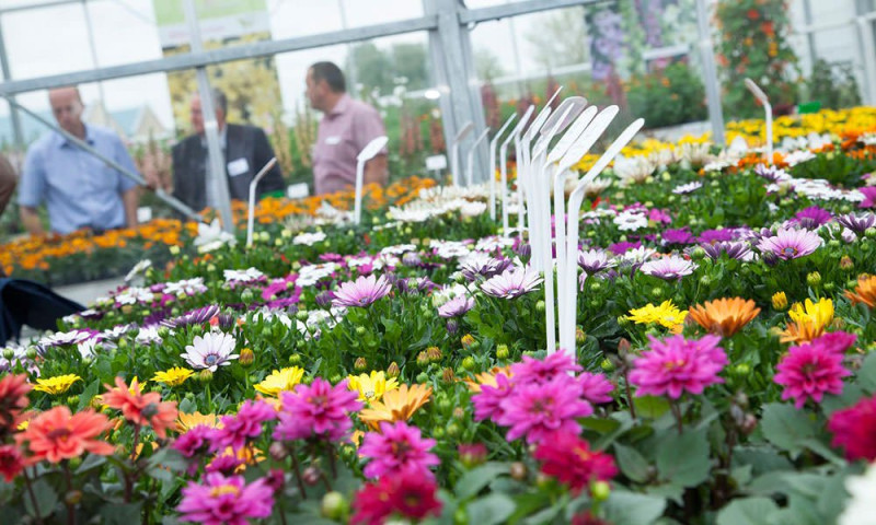OG201605 flower trials00